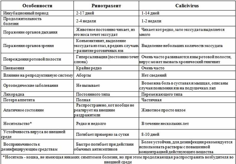 Ринотрахеит у кошки симптомы схема лечения