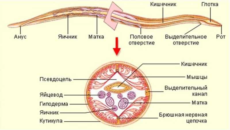 Строение внутренних паразитов. Тип круглые черви строение. Червь аскарида строение. Тип круглые черви стро. Строение круглых червей аскарида.