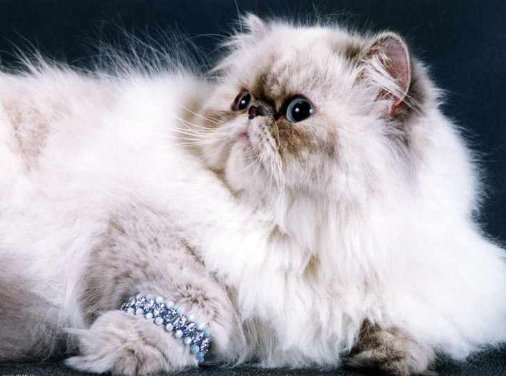 Мордочка персидского кота