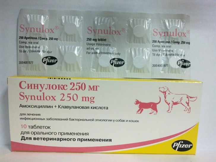 Кошка после антибиотиков. Синулокс 250 мг. Синулокс для кошек 250мг. Синулокс для кошек таблетки 250 мг. Синулокс 500 мг.