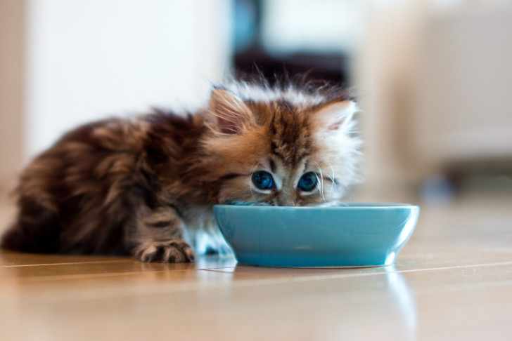 Котенок ест корм