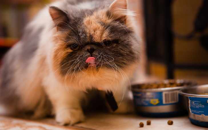 Кот ест корм