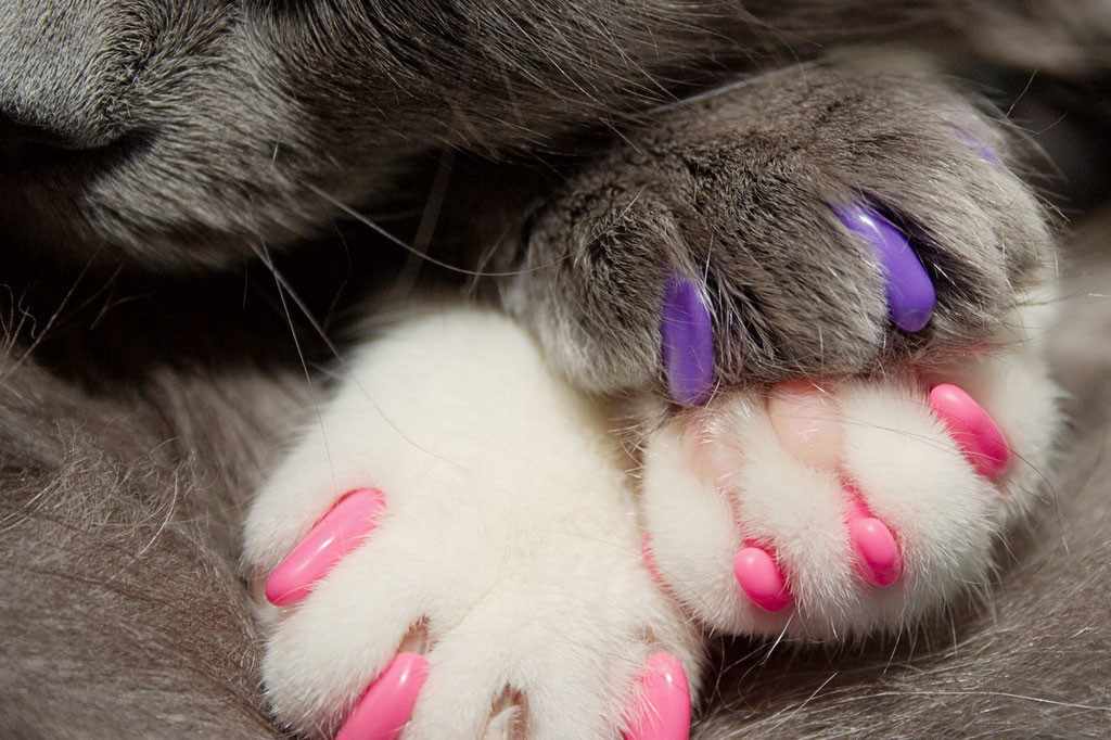 Сколько у кошки ногтей. Накладки на когти для кошек. Силиконовые накладки на когти для кошек. Маникюр с кошками. Кот с накрашенными ногтями.