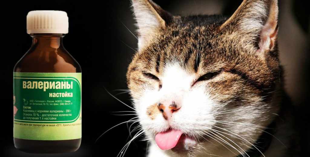 Запах валерьянки. Валерьянка ночная. Кошка пьет валерьянку. Грусть картинки кошка с валерьянкой. Фото запрета для котов на валерьянку.