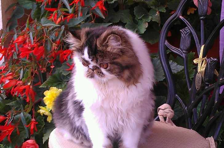 Экстремальная персидская кошка