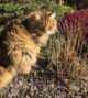 рыжий кот сибирской породы фото