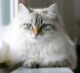 сибирская голубая кошка фото