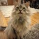 окрасы сибирских кошек с фото