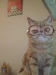 смешной персидский кот в очках