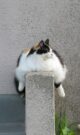 самая толстая кошка на планете фото