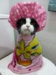 смешная кошка после ванны фото