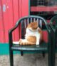 толстый котик на стуле
