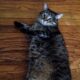 кот с ожирением фото