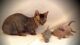 кошка с котятами породы минскин