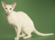 ориентальная кошка - гипоаллергенные породы кошек