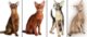 фото окрасов абиссинских кошек