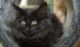 норвежский лесной кот черный окрас