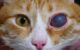 Глаукома (повышение глазного давления) у кошек и котов