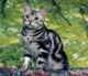 британский котенок окрас табби фото