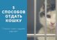 куда отдать кошку