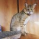 камышовая кошка или болотная рысь фото - самая опасная порода кошек