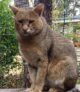 кавказский камышовый кот фото