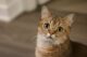 Кастрация котов