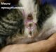 котенок-мальчик котенок-мальчик