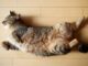 Классификация мастита у кошки