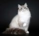 невская маскарадная кошка фото
