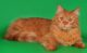 рыжий сибирский кот фото