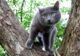 серая русская голубая кошка фото