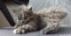 котенок породы силкрирк рекс