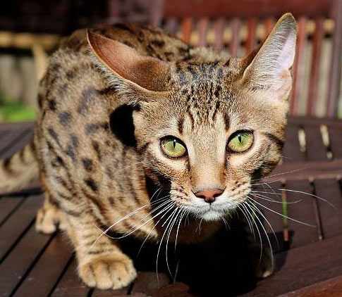 кот серенгети