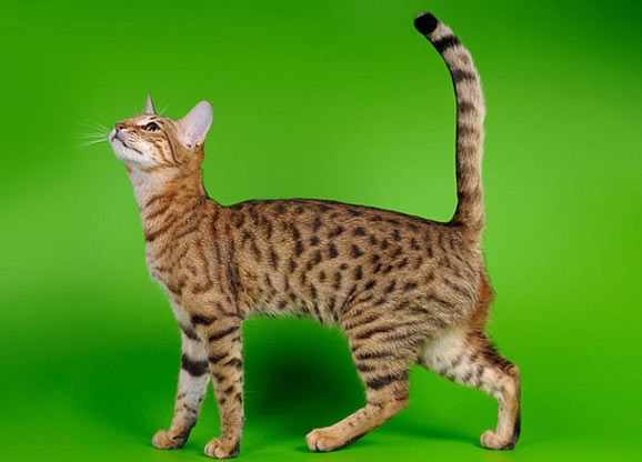 серенгети кошка