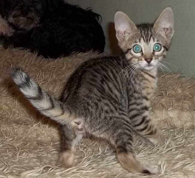 котенок породы серенгети