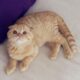 Скоттиш-фолд (Шотландская вислоухая кошка) фото