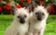 окрасы сиамских котят фото