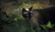сиамские кошки фото