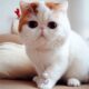 коты породы снупи фото