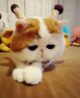 картинки кота снупи