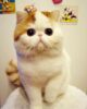 кот снупи порода экзот