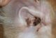 как выглядит ушной клещ у кошек фото